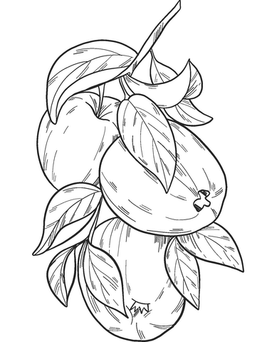 Apples On A Branch Coloring Page